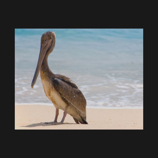 Brown Pelican by randymir