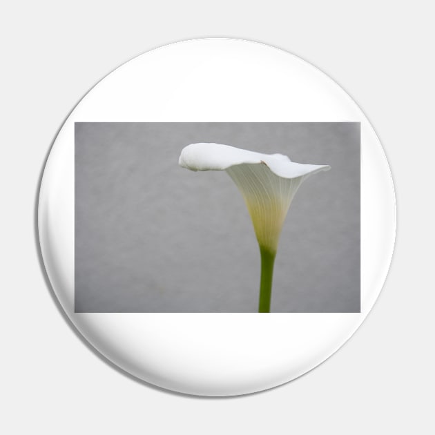 Calla Lilly Pin by graphius