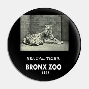 ART OF ZOO - BENGAL TIGERPHOTOGRAPH ~BRONX ZOO -1897 Pin