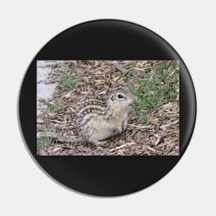 Thirteen-lined ground squirrel Pin