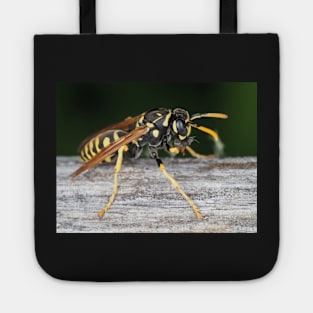 Paper wasp (Polistes dominula) gathering wooden material Tote