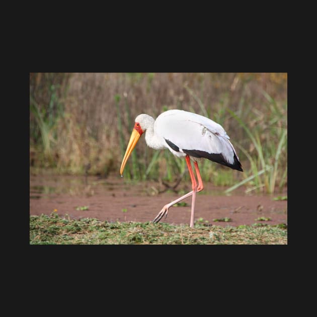 Yellow-billed Stork Feeding by Carole-Anne