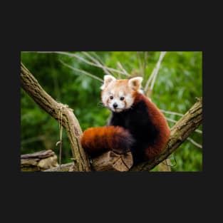 Red Panda T-Shirt