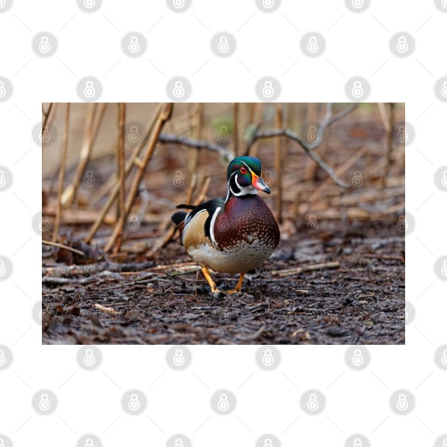 Male Wood Duck in the Woods by walkswithnature