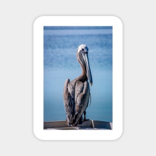 Brown Pelican on Islamorada Magnet