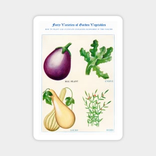 Garden Vegetable watercolor illustration (1915) Magnet