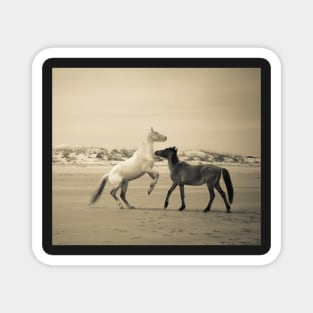 Wild Horses of Cumberland Island 2 Magnet