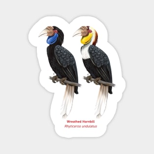 Wreathed hornbill | Rhyticeros undulatus ⚥ Magnet