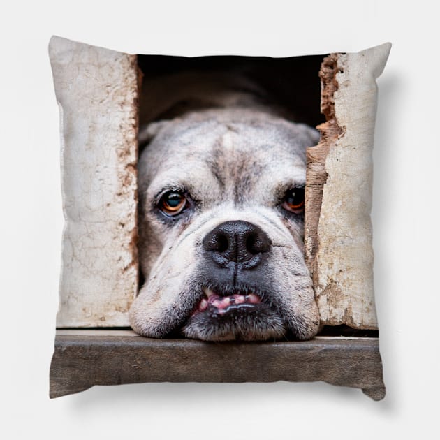 Cute Bulldog Pillow by Dos Imagery Design