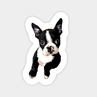 Boston Terrier Cutie Magnet