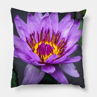 Purple Lily Pad Flower Photograph Pillow