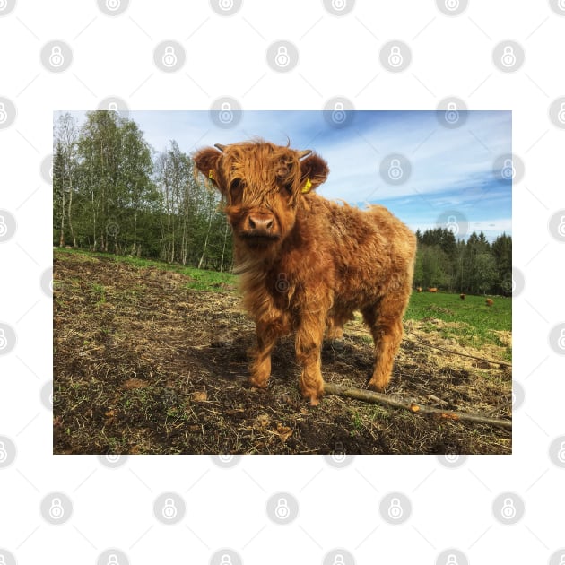 Scottish Highland Cattle Calf 2002 by SaarelaHighland