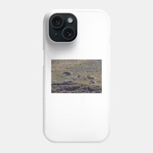 Bighorn Sheep Resting in the Grass Phone Case