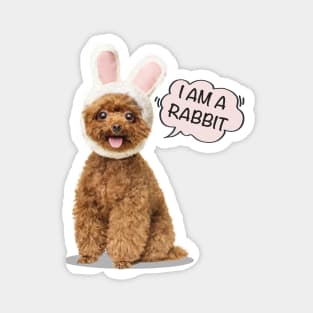 I Am A Rabbit | Poodles cute Magnet