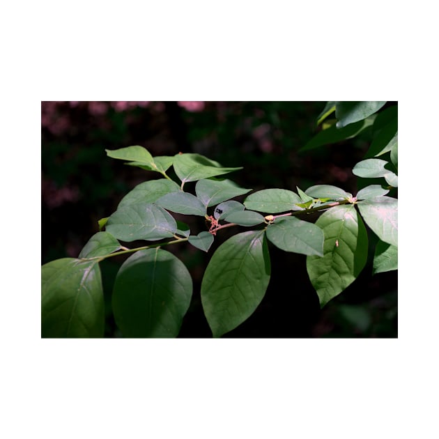 Moody Leaves by AlbertLotito