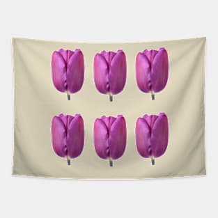 Tulipa  'Purple Flag'    Triumph Tulip Tapestry