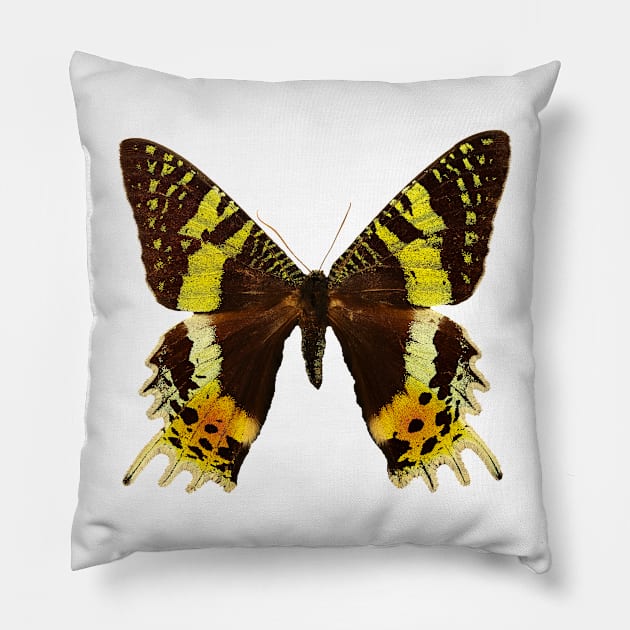 Beautiful Madagascan sunset moth Pillow by Blue Butterfly Designs 