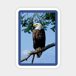 Majestic Bald Eagle Magnet