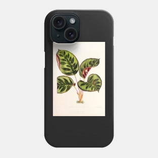 Calathea makoyana - Botanical illustration Phone Case