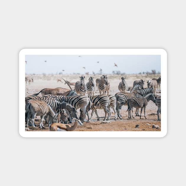 Safari Zebras 2 Magnet by withluke