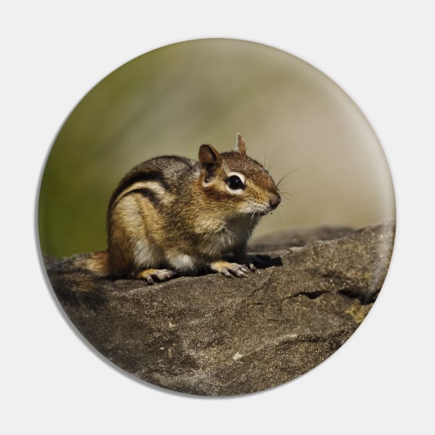 Chipmunk Pin by jaydee1400