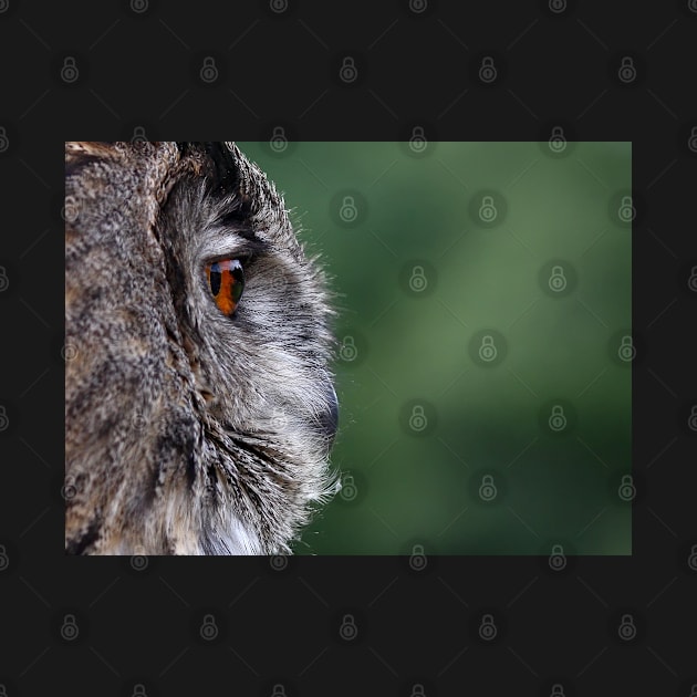 Eagle owl profile by Jim Cumming