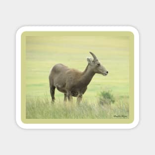 Big Horn Sheep-6 Magnet