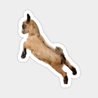 Bouncing Baby Goat 7 Magnet