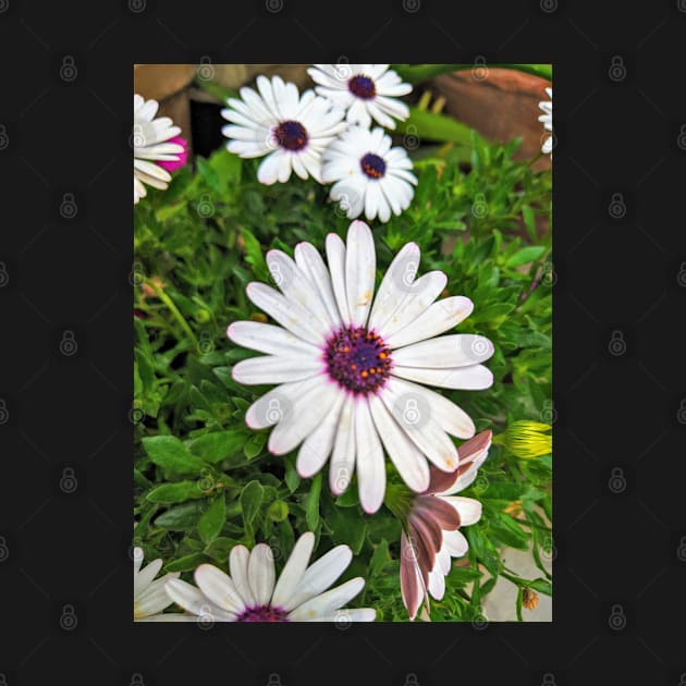 Cluster of white flowers with pink centers by topsnthings