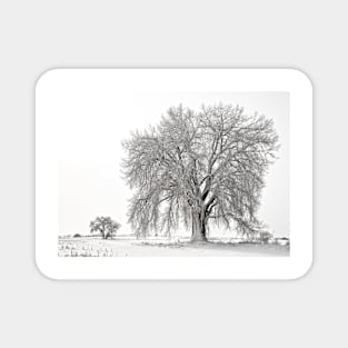 Frosted Cottonwoods Magnet