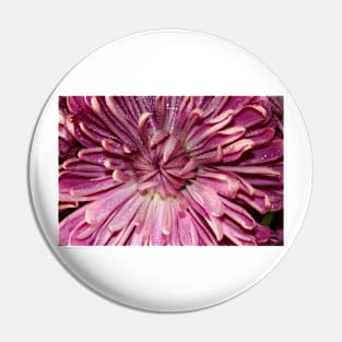 A pink flower. Pin