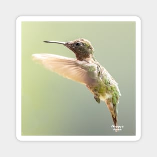 Ruby-throated Hummingbird in flight Magnet