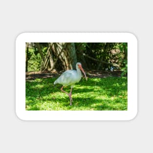 Walking American Ibis Magnet