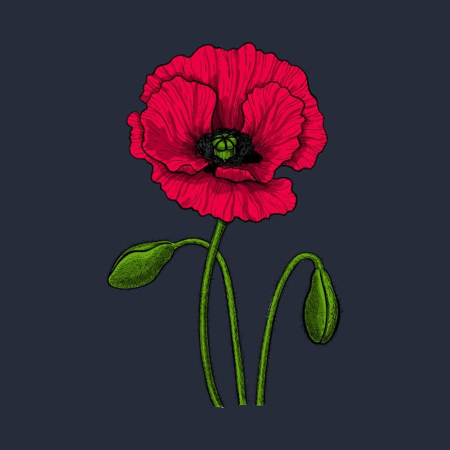 Red poppy drawing by katerinamk