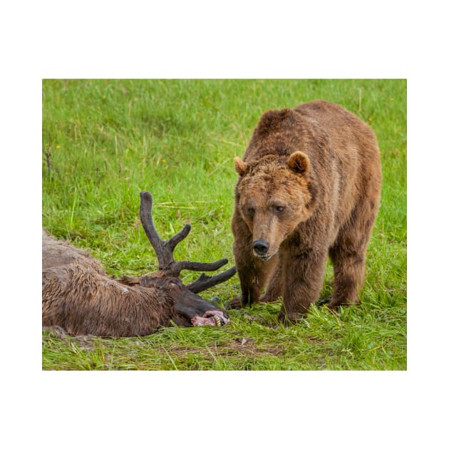 Grizzly Inspecting Elk by jforno