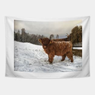 Scottish Highland Cattle Calf 1855 Tapestry