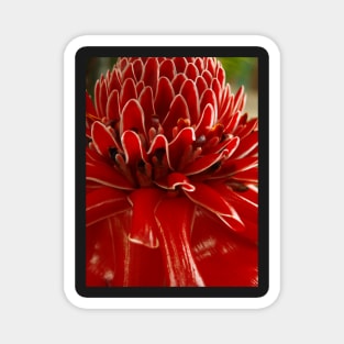 Torch Ginger, Costa Rica, Piedades, Costa Rica Magnet