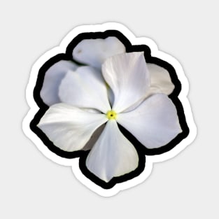 white flower Magnet