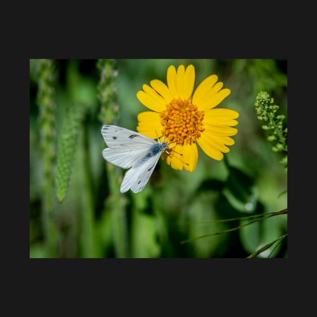 Checkered White Butterfly Enjoying  Huisache Daisy by Debra Martz