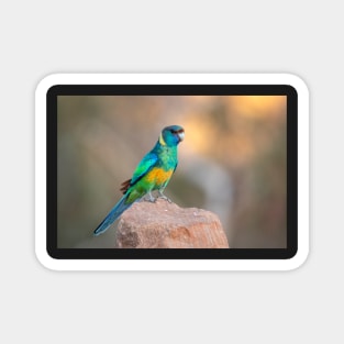 Mallee Ring-Necked Parrot, Arkaroola, South Australia Magnet