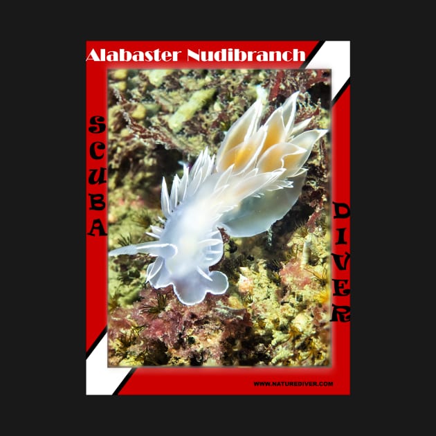 Alabaster Nudibranch by naturediver