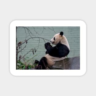 Panda and Robin Magnet