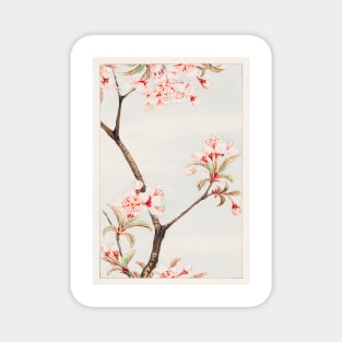 Flower painting, Sakura cherry during 1870–1880 by Megata Morikaga Magnet