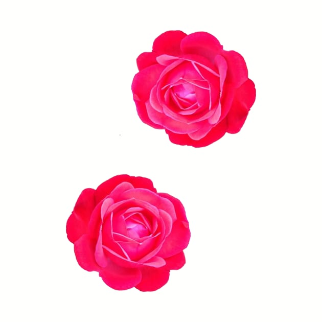 Two pink roses by ghjura