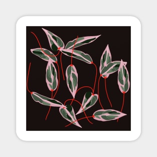 Calathea Magnet