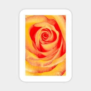 Rose Labyrinth Magnet