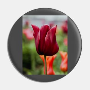 AMSTERDAM Tulip | Unique Beautiful Travelling Home Decor | Phone Cases Stickers Wall Prints | Scottish Travel Photographer  | ZOE DARGUE PHOTOGRAPHY | Glasgow Travel Photographer Pin