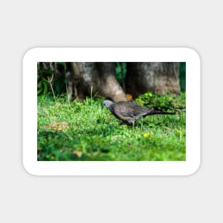 Spotted dove Magnet