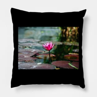 Meditation Wall Art Print - Water Lily Meditation - canvas, Photo print, artboard print, poster Canvas Print Pillow