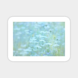 Queen Anne's Lace Magnet